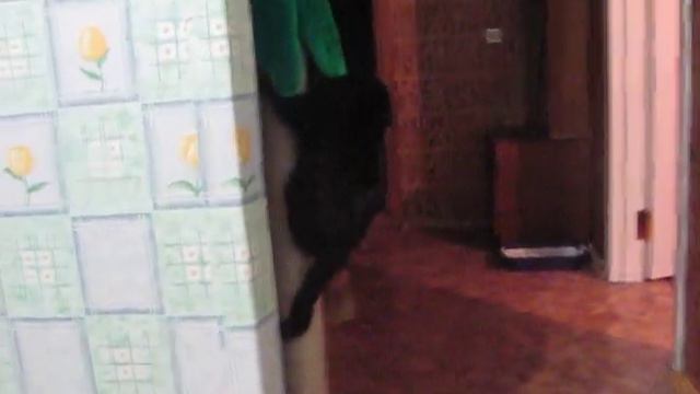 Мой котэ смотреть онлайн