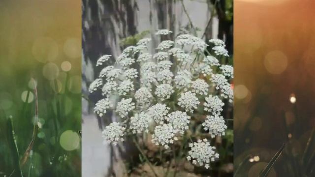 الفرق بين بذور الخلة البرية Ammi Majus و الخلة البلدية Ammi Visnaga | علاج البهاق بـــ الخلة البرية