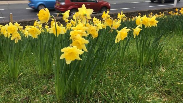 Daffodil (Narcissus) - plants - March 2019 смотреть онлайн