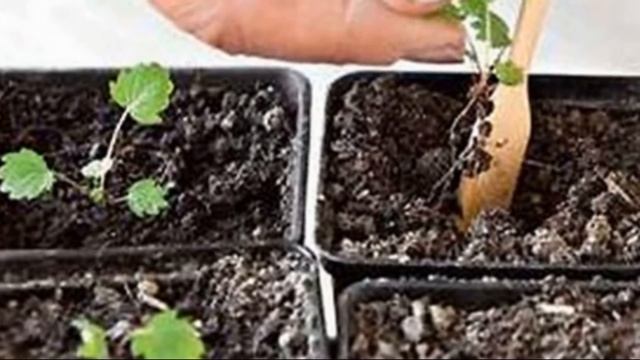 Клубника сорта Фриго методика выращивания смотреть онлайн
