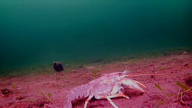 Подводные обитатели смотреть онлайн