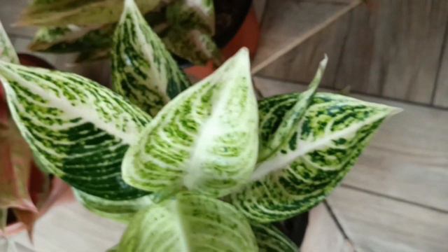 MY LEGACY COLLECTION I AGLAONEMA @emzietv смотреть онлайн