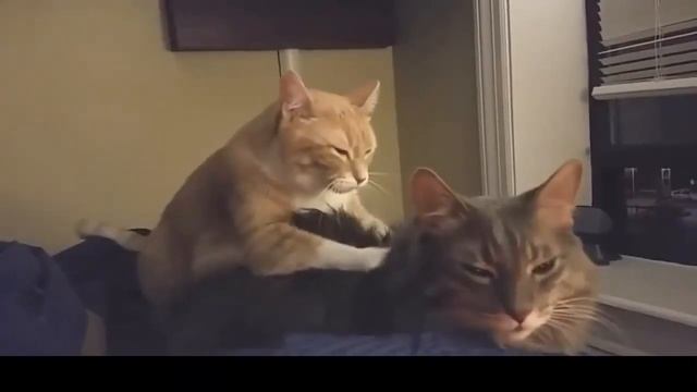 Кошки делают массаж смотреть онлайн