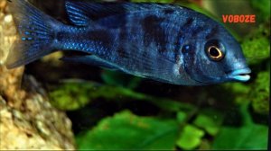 Циртокара мури. Голубой дельфин. Малавийские цихлиды в аквариуме, содержание, размножение.