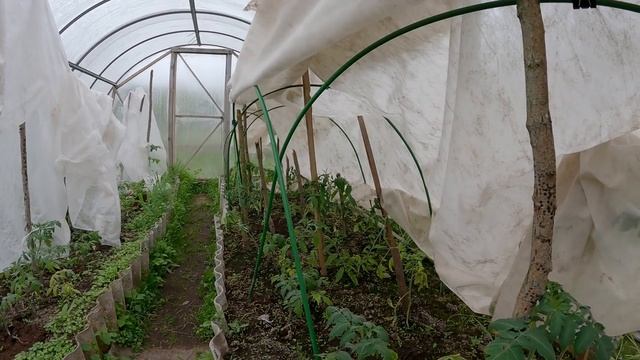 Плантация капусты в 40 метров и дела деревенские в холодный май 2022...! смотреть онлайн