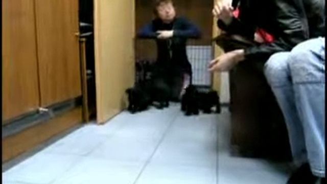 Выбор Финика)) смотреть онлайн