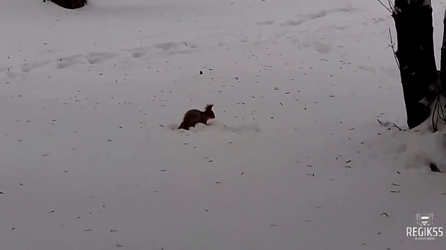 Омские белки развлекаются как могут смотреть онлайн