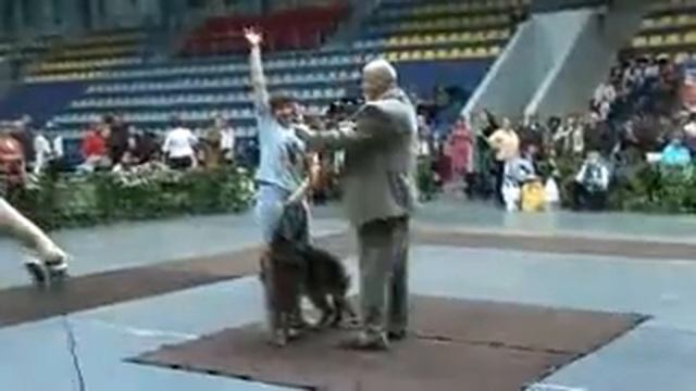 Выставка собак "Тагил-Элит 2011" смотреть онлайн