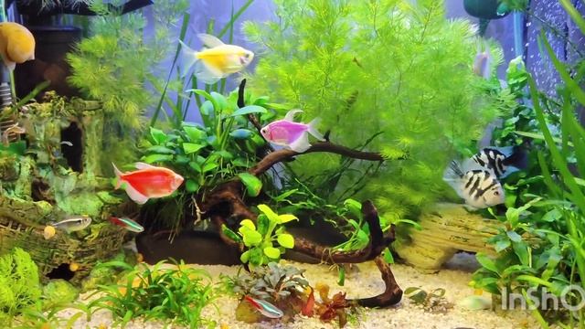 Обзор моих аквариумов 70 и 80 литров.