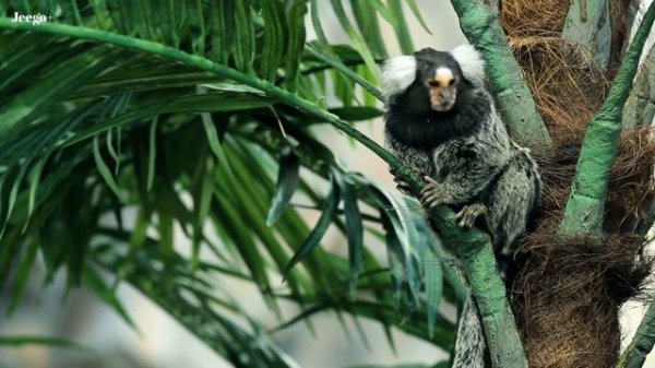 Monkeys & Apes in 4K - Magnificent Creatures | Open Zoo