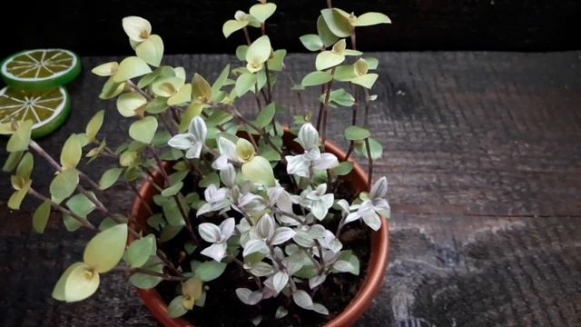 Жёлтая каллизия Gold и розовая пинк леди в кашпо 0,5 л. Январь 2021. смотреть онлайн