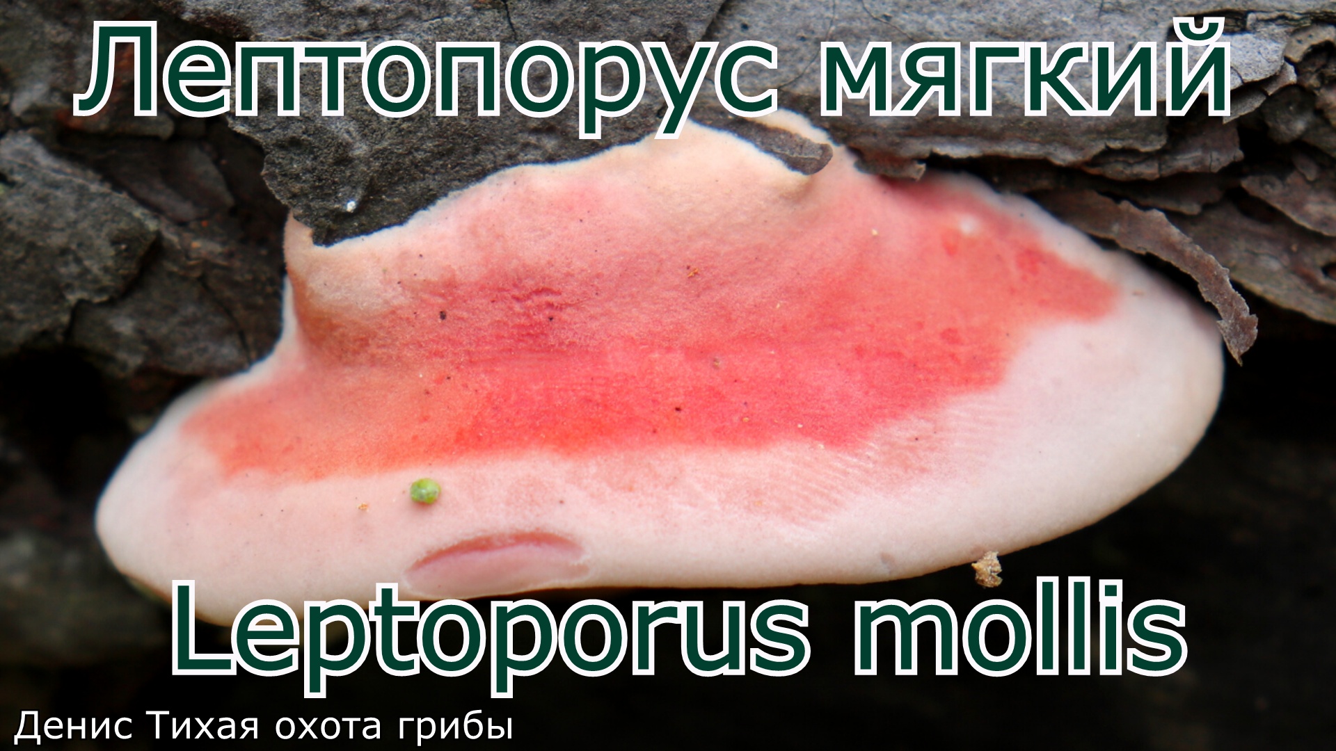 Лептопорус мягкий | Leptoporus mollis смотреть онлайн