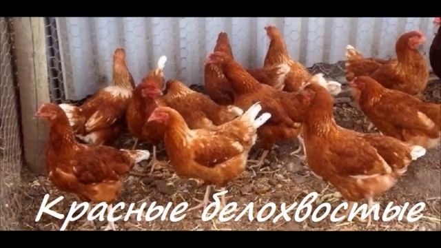 Домашнее хозяйство Мясные породы кур с фото и названием смотреть онлайн