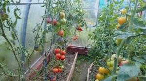 Видео привет в середине августа. 2023 год