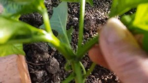 Формирование перцев в теплице