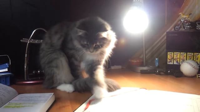 кот Борис-Володя смотреть онлайн