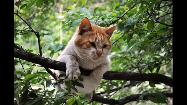 Кот. В мире животных. смотреть онлайн