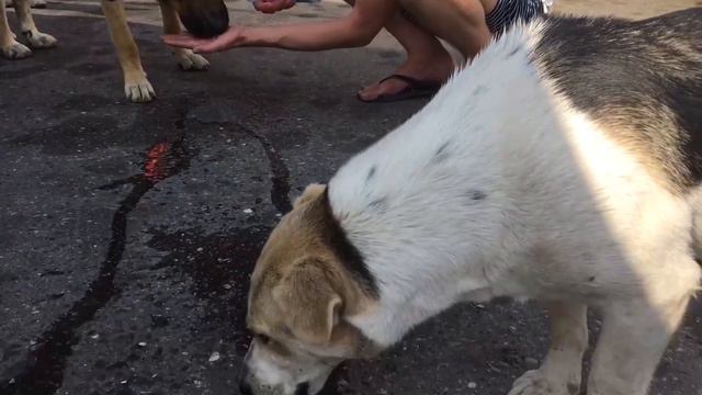 По дороге во Владикавказ. Потому что без воды и ни туды, и ни сюды! смотреть онлайн