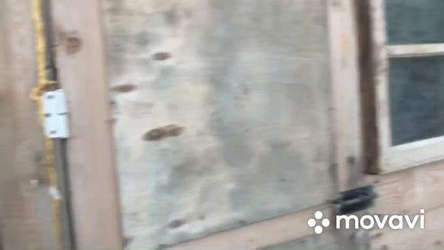 Опять ястреб атакует почтовых голубей смотреть онлайн