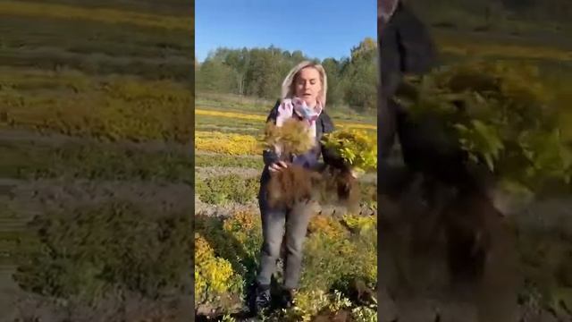 Виброскоба и выкопка спиреи японской Голден принцесс на фабрике растений Никитенко. смотреть онлайн