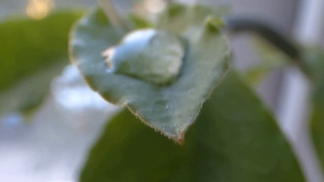 25 мая ВОЗНЕСЕНИЕ ГОСПОДНЕ 2023 года / 20 Главных Примет смотреть онлайн