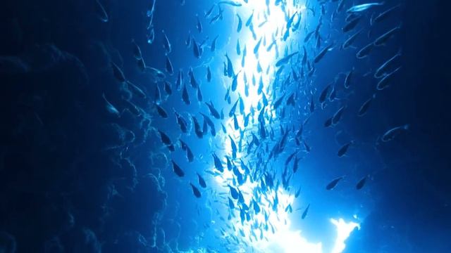 11HRS of 4K Underwater Wonders - Nature Relaxation Rare & Colorful Sea Life Video - Relaxing Music смотреть онлайн