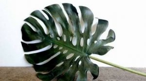 Монстера — размножение в домашних условиях