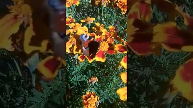 Бабочка, шмель и трутень берут нектар с цветов чорнобривцев (бархатцы) смотреть онлайн