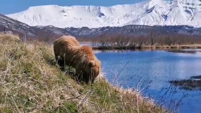 ПОЯВЛЕНИЕ МЕДВЕДЯ ПОСЛЕ ЗИМЫ