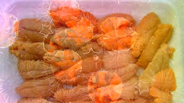 Полезные свойства морского ежа (Echinoidea) смотреть онлайн