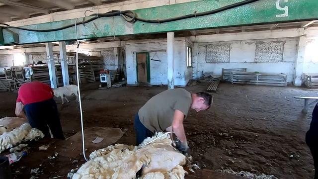 Наш островок СССР, все просто и дружно! Стрижка овец и подготовка к уборке! смотреть онлайн