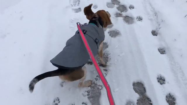 BEAGLE'S 1st time in SNOW! смотреть онлайн