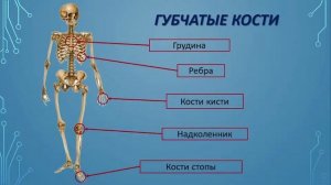 Строение, функции и соединения костей 2
