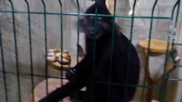 Милые обезьянки кушают из рук и попрошайничают XD