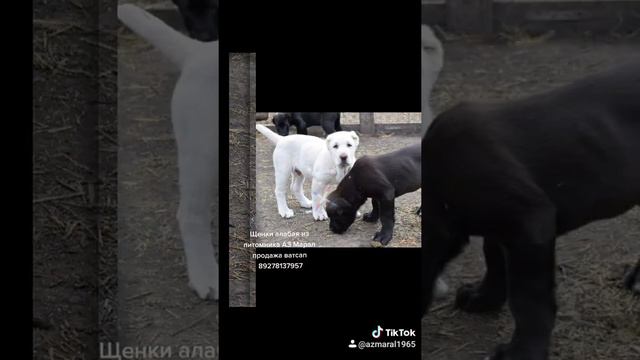 щенки алабая среднеазиатской овчарки из питомника Аз Марал продажа 89278137957вайбер ватсап смотреть онлайн