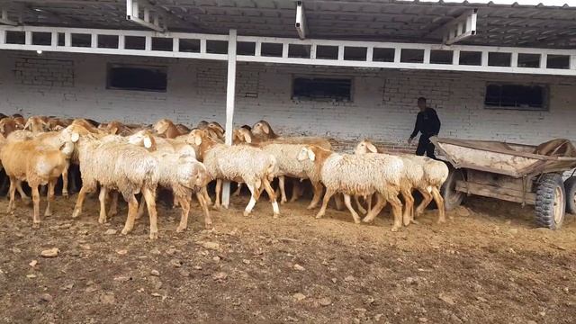 Гиссарские бараны, Арашан. Анвар Рустемов +77017224679(ватцап) смотреть онлайн