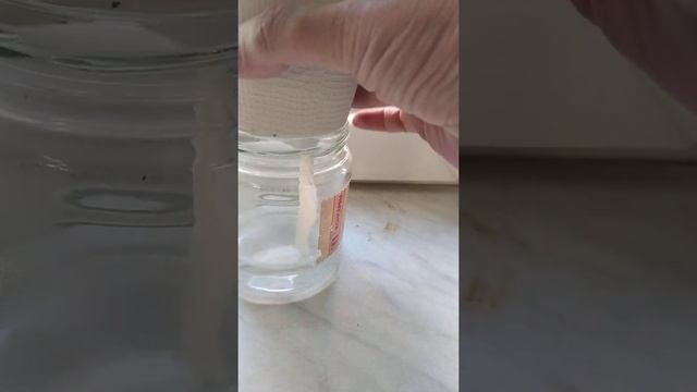 Пеларгония Ричард Хадсон стеллар смотреть онлайн