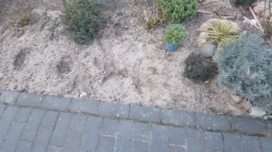 Вечнозелёный, зимостойкий, низкорослый кустарник для бордюра Хебе.