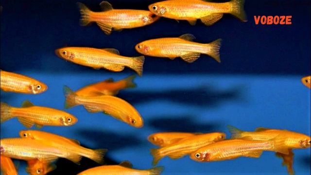 ДАНИО ГЛОФИШ. Содержание, разведение, совместимость и чем кормить смотреть онлайн