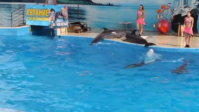 Сальто от дельфинов Браво!!! смотреть онлайн