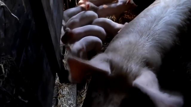 Выращивание свиней в домашних условиях / Как заработать на содержании свиней смотреть онлайн