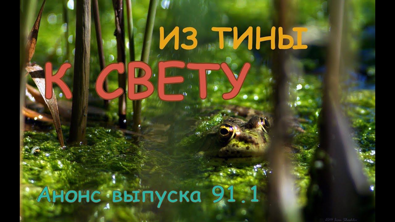 Из тины к свету. Анонс выпуска 91.1. смотреть онлайн