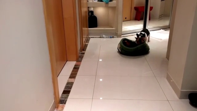 Щенок Пиксель наконец-таки получил свою постель!!))) смотреть онлайн