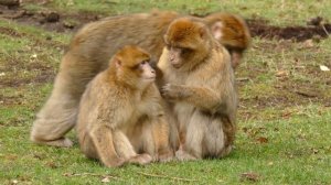 Звуки животных /Звуки обезьян в дикой природе /Голоса и крики обезьян мартышка шимпанзе бабуин