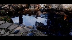 красноухая черепаха    обитание и питание