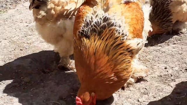 кури Брама палева смотреть онлайн