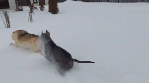 Смертельная схватка. Питбуль против волка. Pitbull vs wolf.