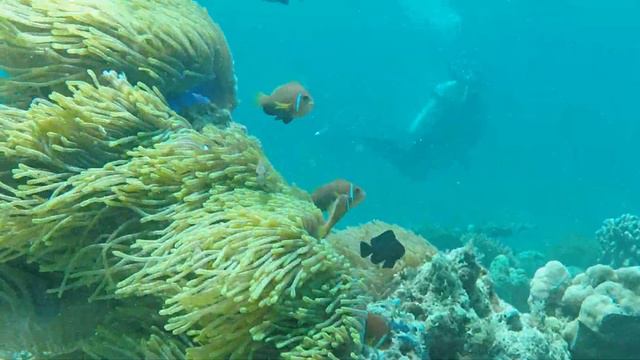 Crociera sub Maldive atolli centrali 2018 смотреть онлайн
