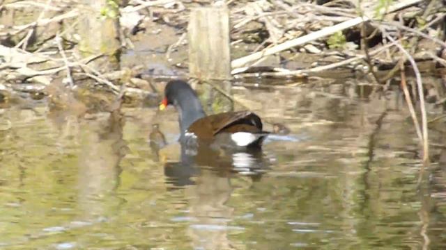 Common Moorhen - Gallinula chloropus - Sefhænur - Votlendisfuglar - Fuglalíf смотреть онлайн