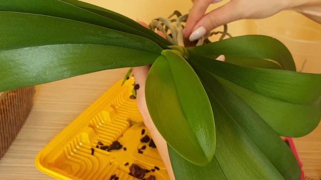 Пересадка орхидеи || Выравниваю орхидею и сажу воздушные корни смотреть онлайн